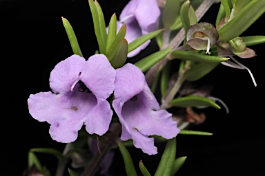 APII jpeg image of Prostanthera linearis  © contact APII