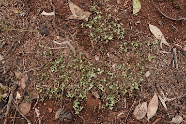 APII jpeg image of Chenopodium desertorum subsp. microphyllum  © contact APII