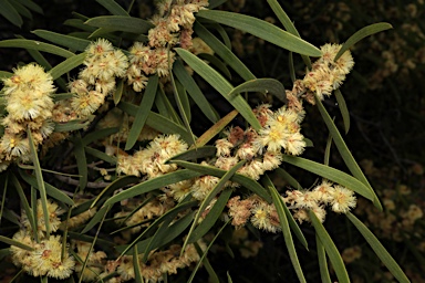 APII jpeg image of Acacia oswaldii  © contact APII