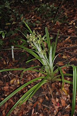 APII jpeg image of Neoastelia spectabilis  © contact APII