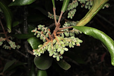 APII jpeg image of Elaeocarpus williamsianus  © contact APII
