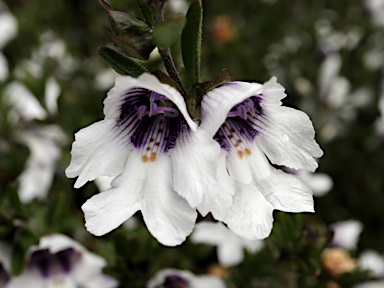 APII jpeg image of Prostanthera saxicola var. montana  © contact APII