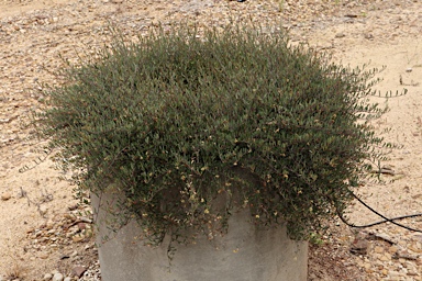 APII jpeg image of Muehlenbeckia tuggeranong  © contact APII