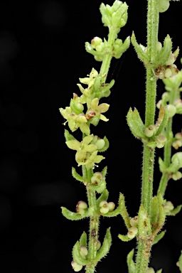 APII jpeg image of Galium gaudichaudii subsp. gaudichaudii  © contact APII