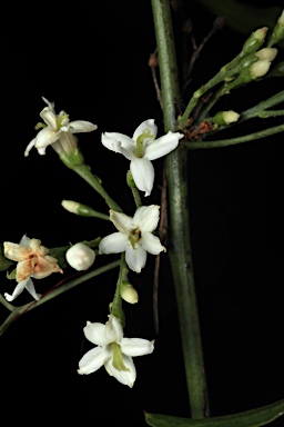 APII jpeg image of Jasminum didymum subsp. lineare  © contact APII