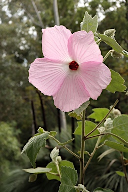 APII jpeg image of Hibiscus splendens  © contact APII