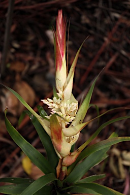 APII jpeg image of Dracophyllum sayeri  © contact APII