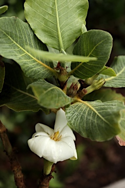 APII jpeg image of Gardenia kakaduensis  © contact APII