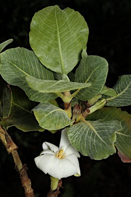 APII jpeg image of Gardenia kakaduensis  © contact APII