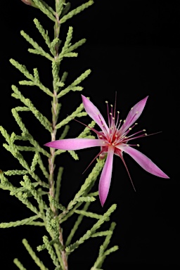 APII jpeg image of Calytrix exstipulata  © contact APII