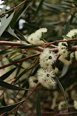 APII jpeg image of Eucalyptus cunninghamii  © contact APII