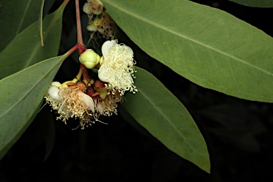APII jpeg image of Syzygium eucalyptoides  © contact APII