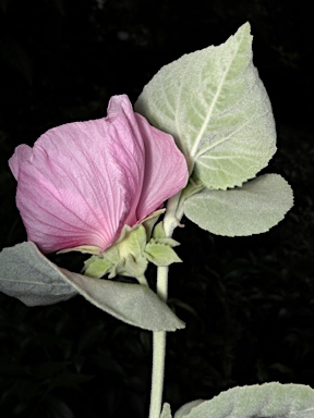 APII jpeg image of Hibiscus brennanii  © contact APII