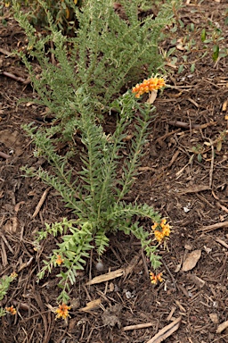 APII jpeg image of Grevillea 'Gold Touch'  © contact APII