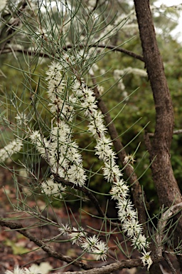 APII jpeg image of Melaleuca teretifolia  © contact APII