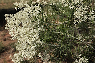 APII jpeg image of Cassinia laevis subsp. rosmarinifolia  © contact APII