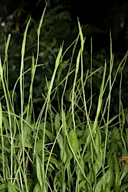 APII jpeg image of Ophioglossum reticulatum  © contact APII