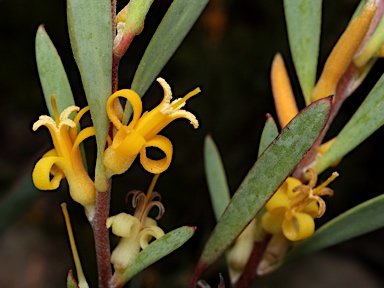 APII jpeg image of Persoonia glaucescens  © contact APII