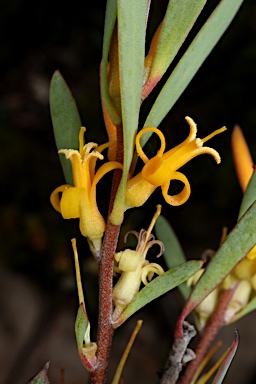 APII jpeg image of Persoonia glaucescens  © contact APII