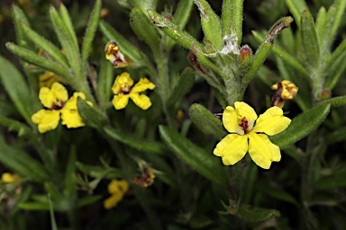 APII jpeg image of Goodenia heterophylla subsp. montana  © contact APII