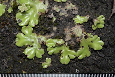 APII jpeg image of Marchantia berteroana  © contact APII