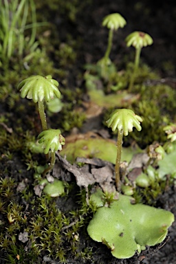 APII jpeg image of Marchantia berteroana  © contact APII