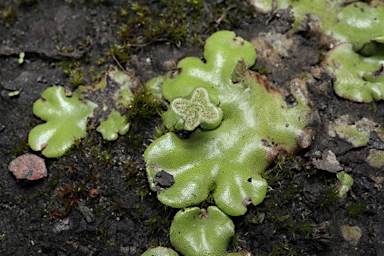 APII jpeg image of Marchantia berteroana  © contact APII