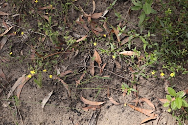 APII jpeg image of Goodenia heterophylla subsp. eglandulosa  © contact APII