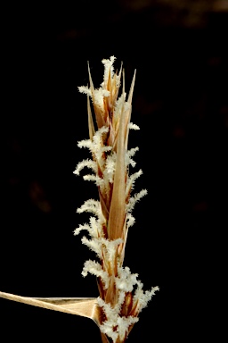 APII jpeg image of Lepyrodia scariosa  © contact APII