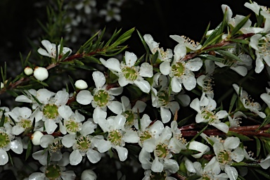 APII jpeg image of Leptospermum juniperinum  © contact APII