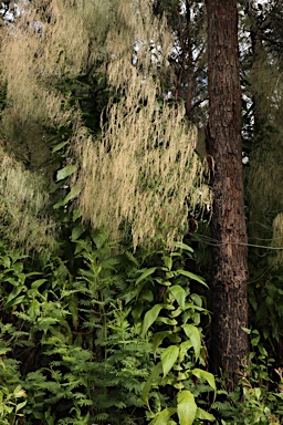 APII jpeg image of Calomeria amaranthoides  © contact APII