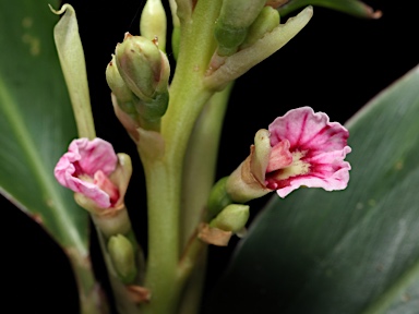 APII jpeg image of Alpinia arundelliana  © contact APII