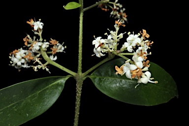 APII jpeg image of Ligustrum australianum  © contact APII