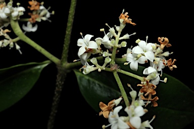 APII jpeg image of Ligustrum australianum  © contact APII