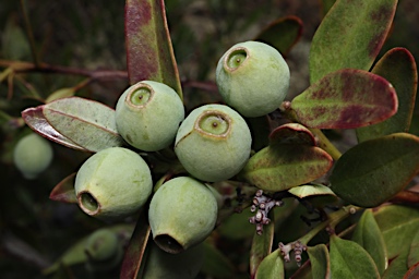 APII jpeg image of Santalum obtusifolium  © contact APII