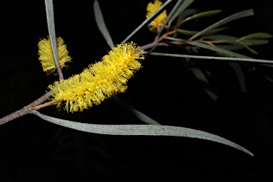 APII jpeg image of Acacia sp. Mulga Holey Trunk (P.K.Latz 12458)  © contact APII