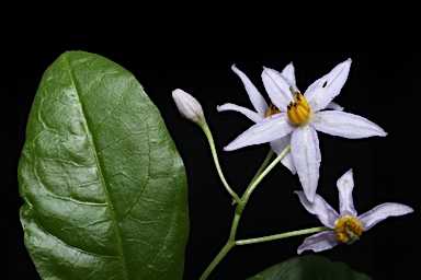 APII jpeg image of Solanum viridifolium  © contact APII