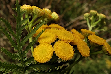 APII jpeg image of Tanacetum vulgare  © contact APII