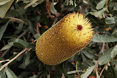 APII jpeg image of Banksia media  © contact APII