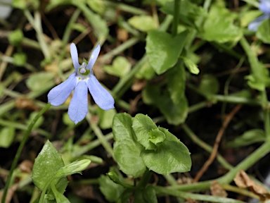 APII jpeg image of Lobelia quadrangularis  © contact APII