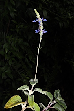 APII jpeg image of Plectranthus  © contact APII