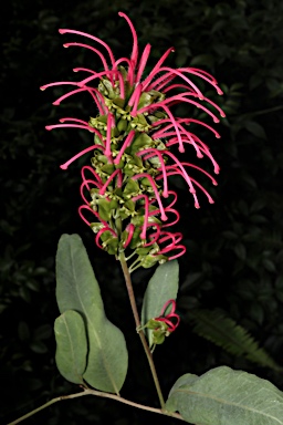 APII jpeg image of Grevillea goodii  © contact APII