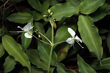 APII jpeg image of Aneilema acuminatum  © contact APII