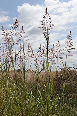 APII jpeg image of Sorghum halepense  © contact APII