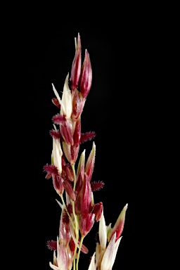 APII jpeg image of Sorghum halepense  © contact APII