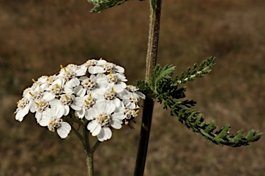 APII jpeg image of Achillea millefolium  © contact APII