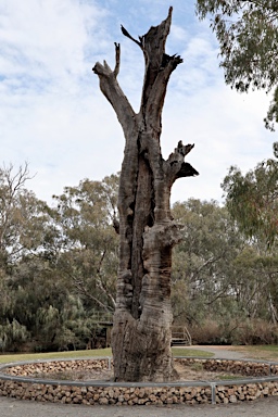 APII jpeg image of Eucalyptus camaldulensis  © contact APII