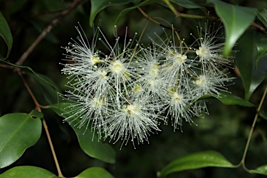 APII jpeg image of Syzygium oleosum  © contact APII