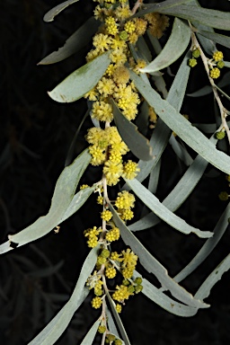 APII jpeg image of Acacia pendula  © contact APII