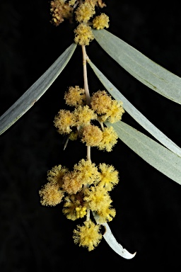 APII jpeg image of Acacia pendula  © contact APII